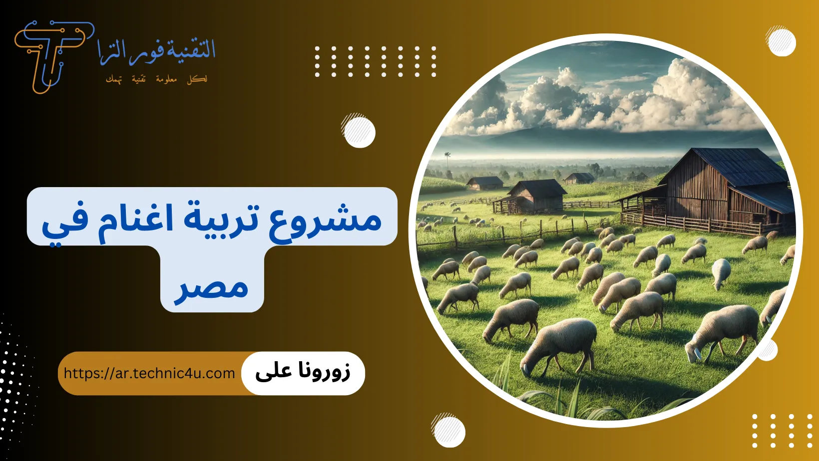 مشروع تربية اغنام في مصر