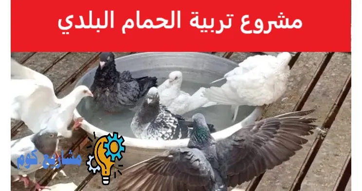 مشروع تربية الحمام البلدي
