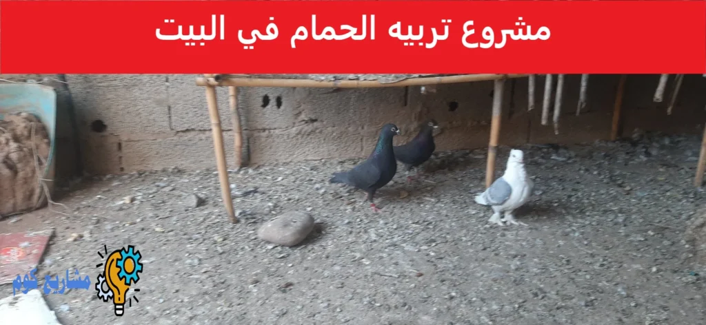 مشروع تربيه الحمام في البيت
