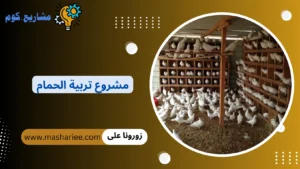 مشروع تربية الحمام